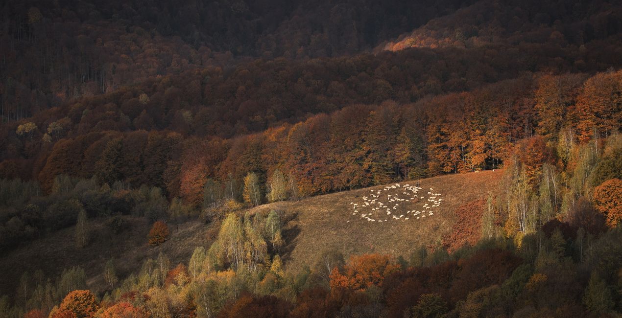 Luminar用 ハーベスト ライト プリセット | マーケットプレイス (43)
