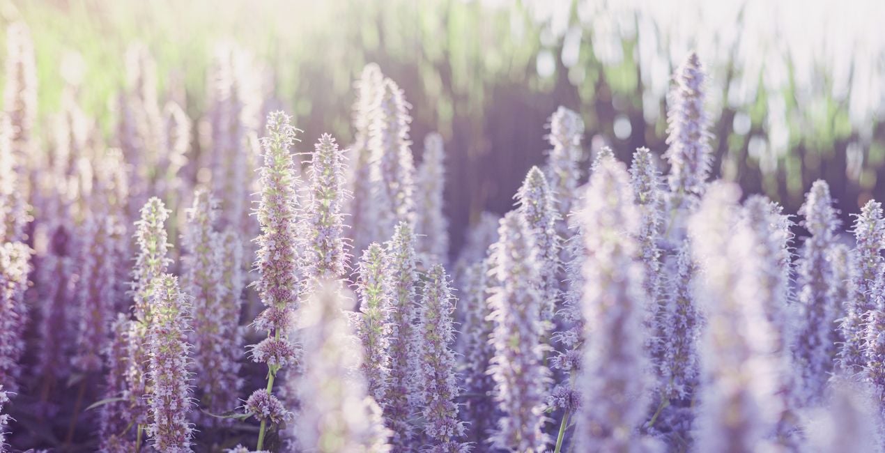 Color Palette Presets for Luminar | Marketplace (48)