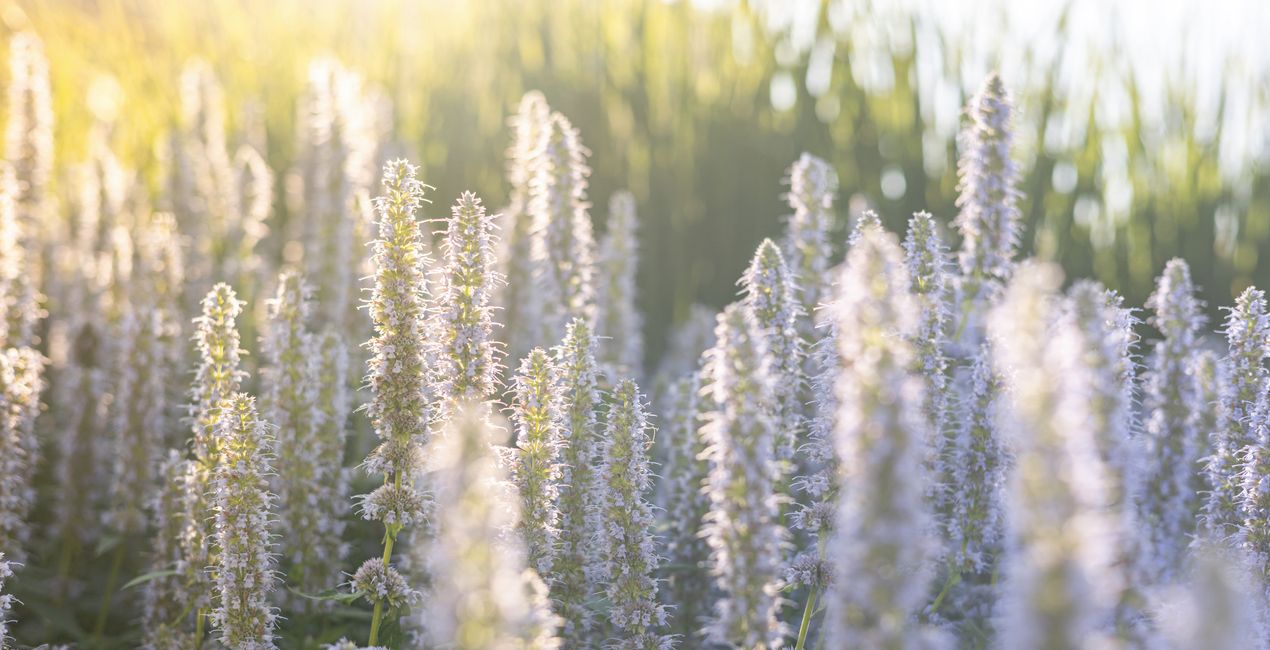 Color Palette Presets for Luminar | Marketplace (47)