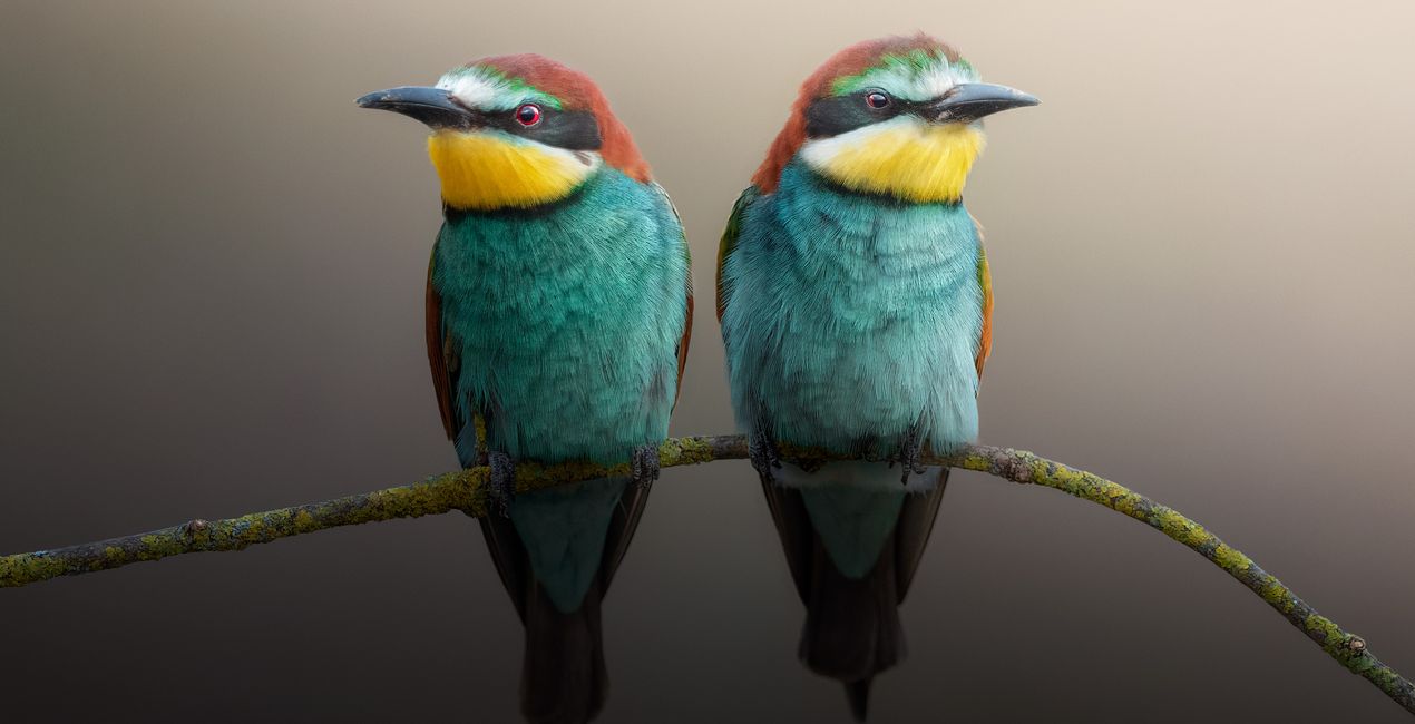 Wildlight Refined Presets for Luminar | Marketplace (47)