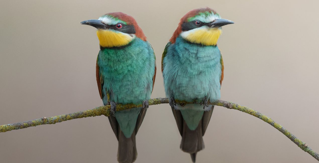 Wildlight Refined Presets for Luminar | Marketplace (46)