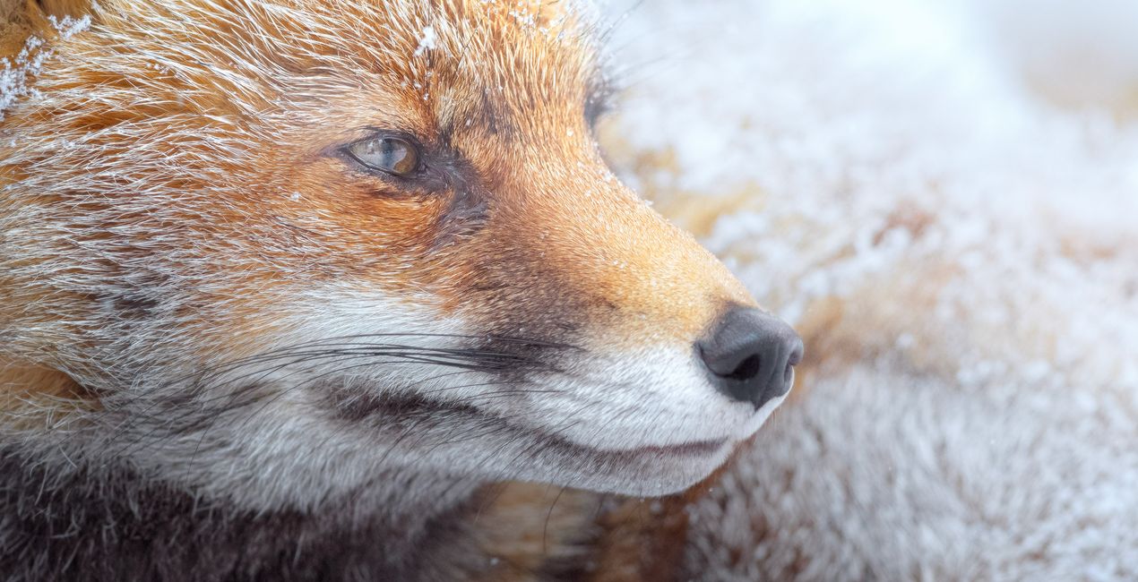 Wildlight Refined Presets for Luminar | Marketplace (45)