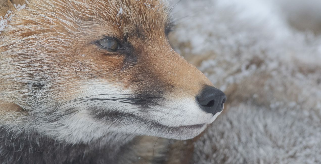 Wildlight Refined Presets for Luminar | Marketplace (44)