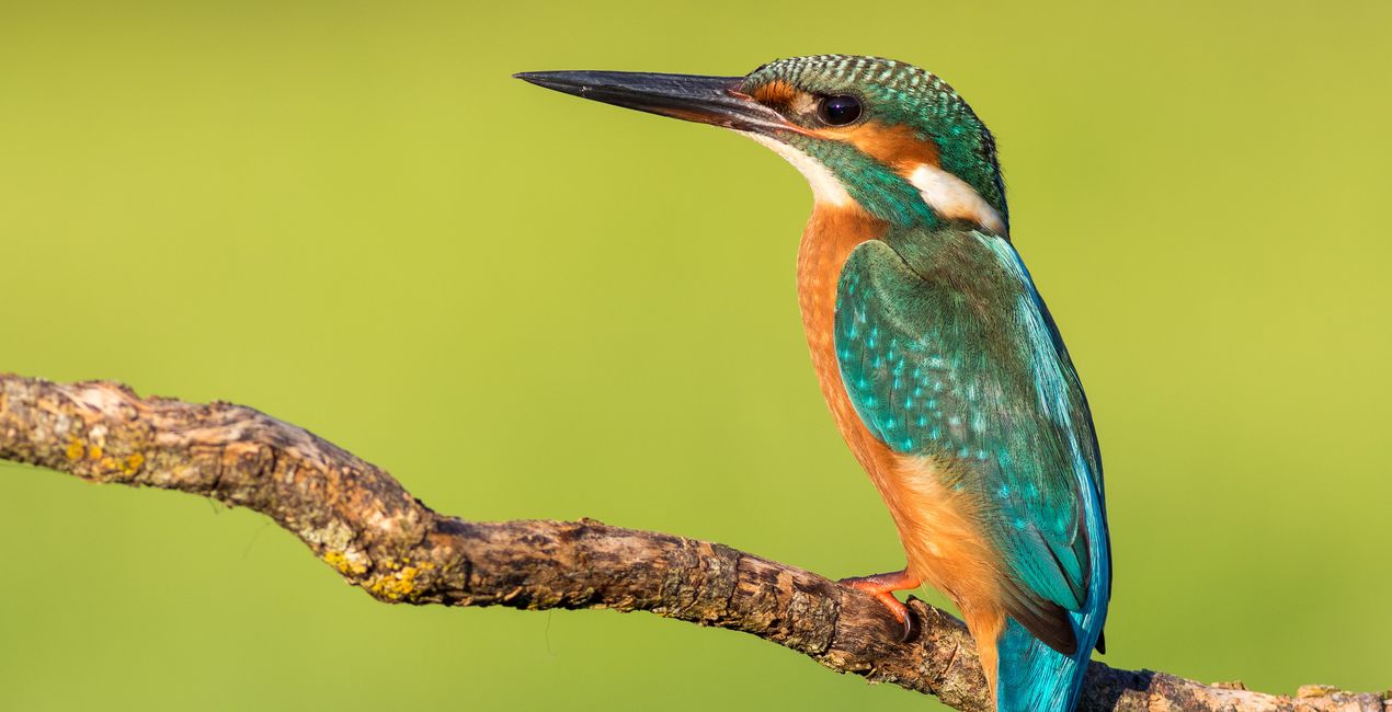 Wildlight Refined Presets for Luminar | Marketplace (43)