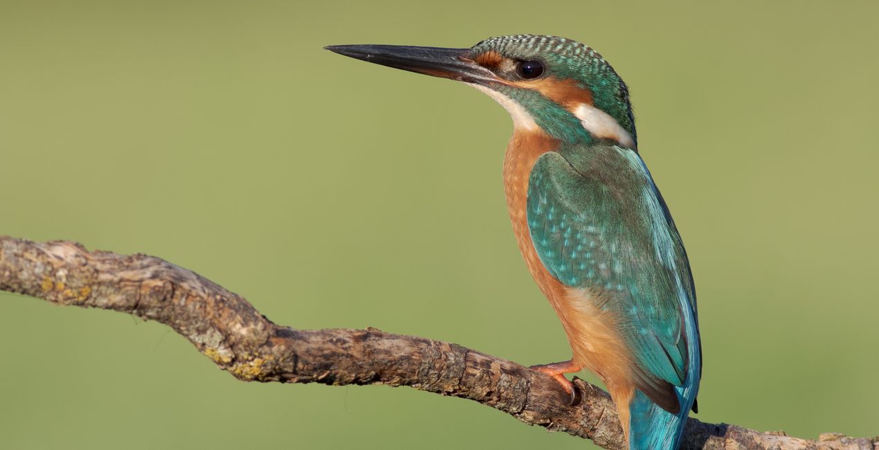 Wildlight Refined Presets for Luminar | Marketplace (42)