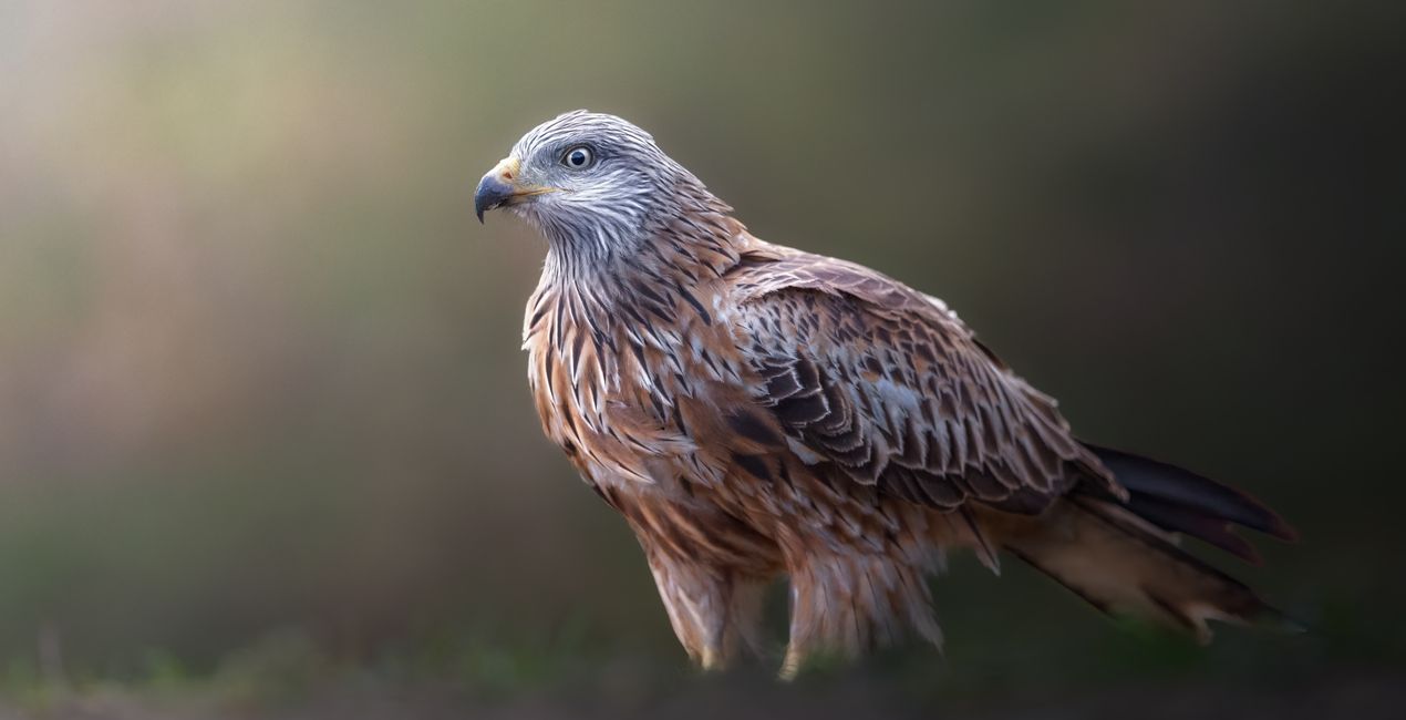 Wildlight Refined Presets for Luminar | Marketplace (49)