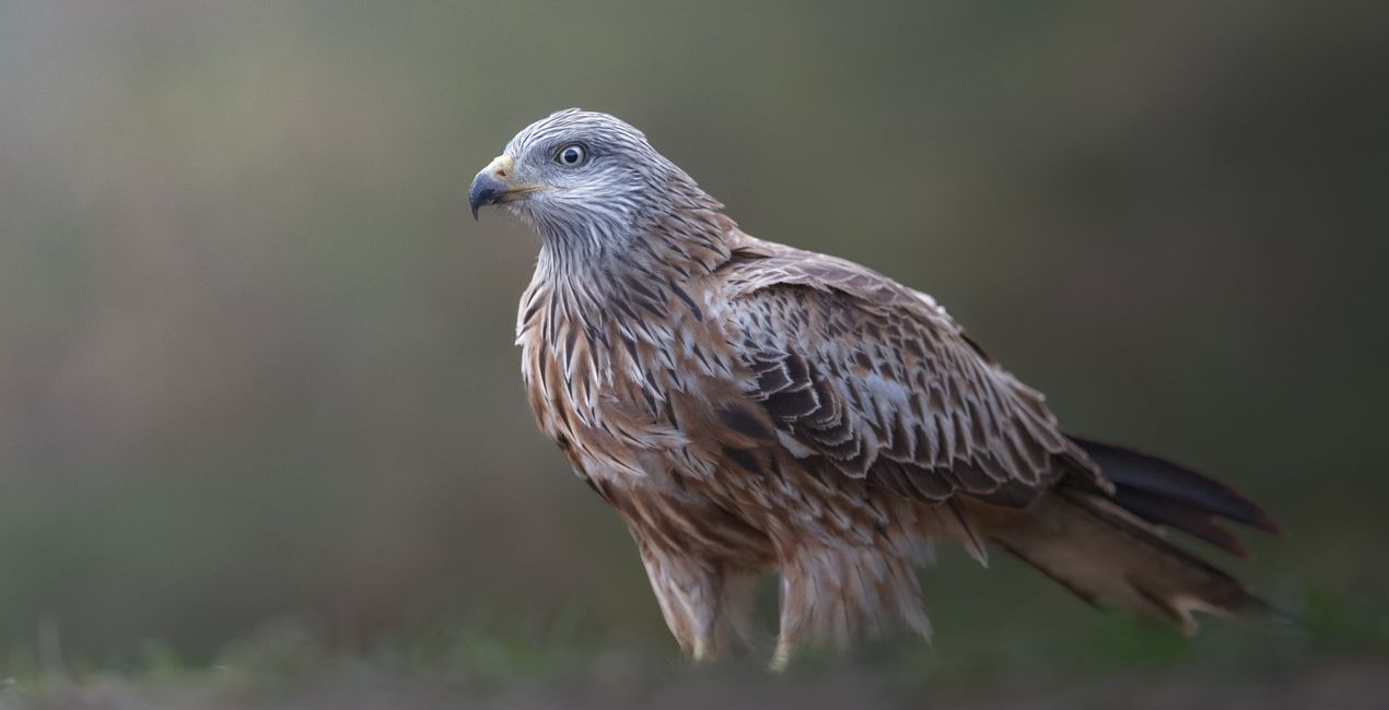 Wildlight Refined Presets for Luminar | Marketplace (48)