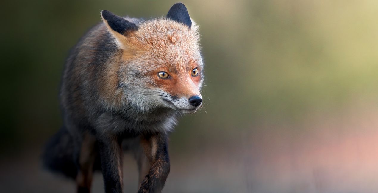 Wildlight Refined Presets for Luminar | Marketplace (51)