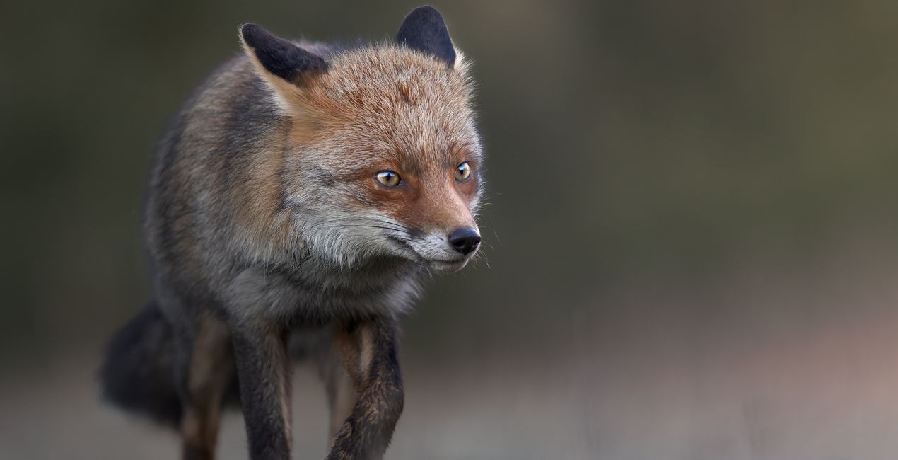 Wildlight Refined Presets for Luminar | Marketplace (50)