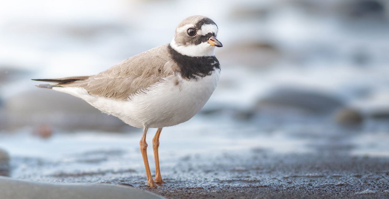 Wildlight Refined Presets for Luminar | Marketplace (41)