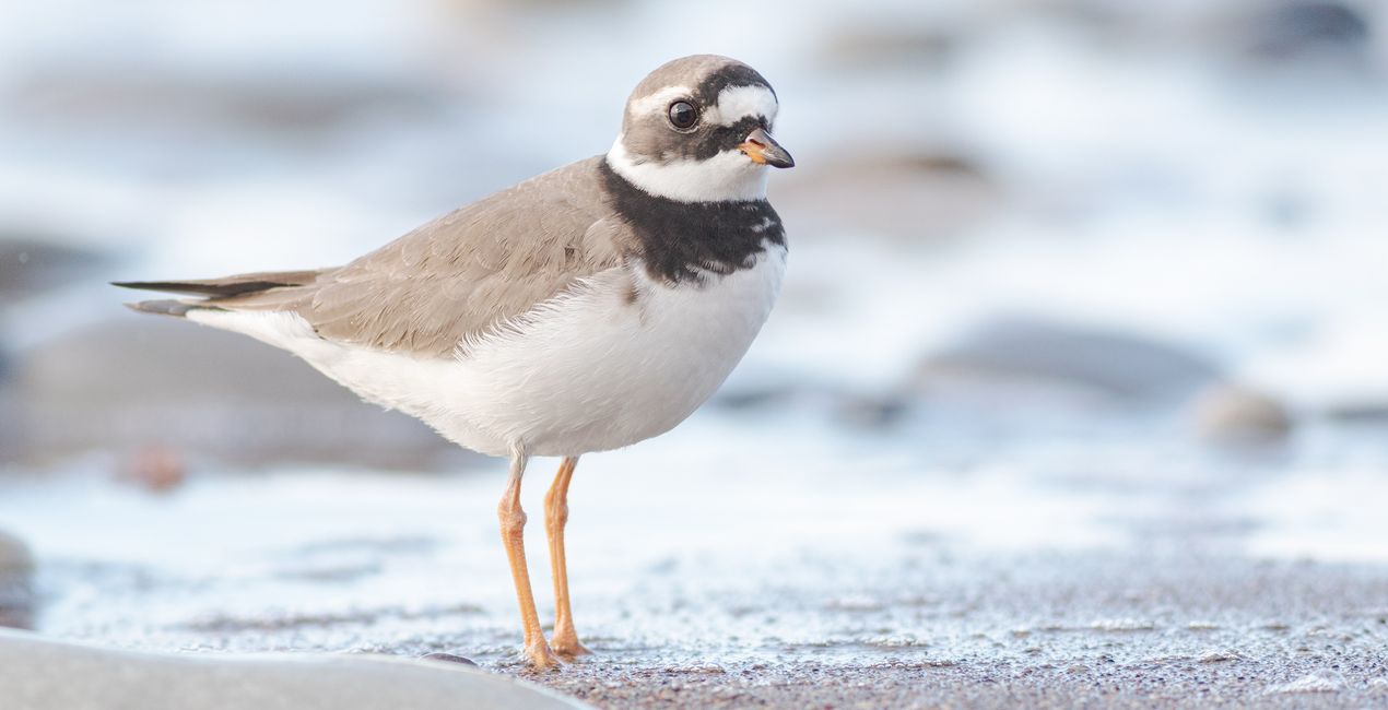 Wildlight Refined Presets for Luminar | Marketplace (40)