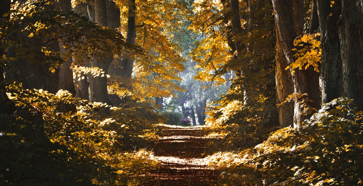 Luminar 포레스트 캐스트 | 마켓플레이스(44)