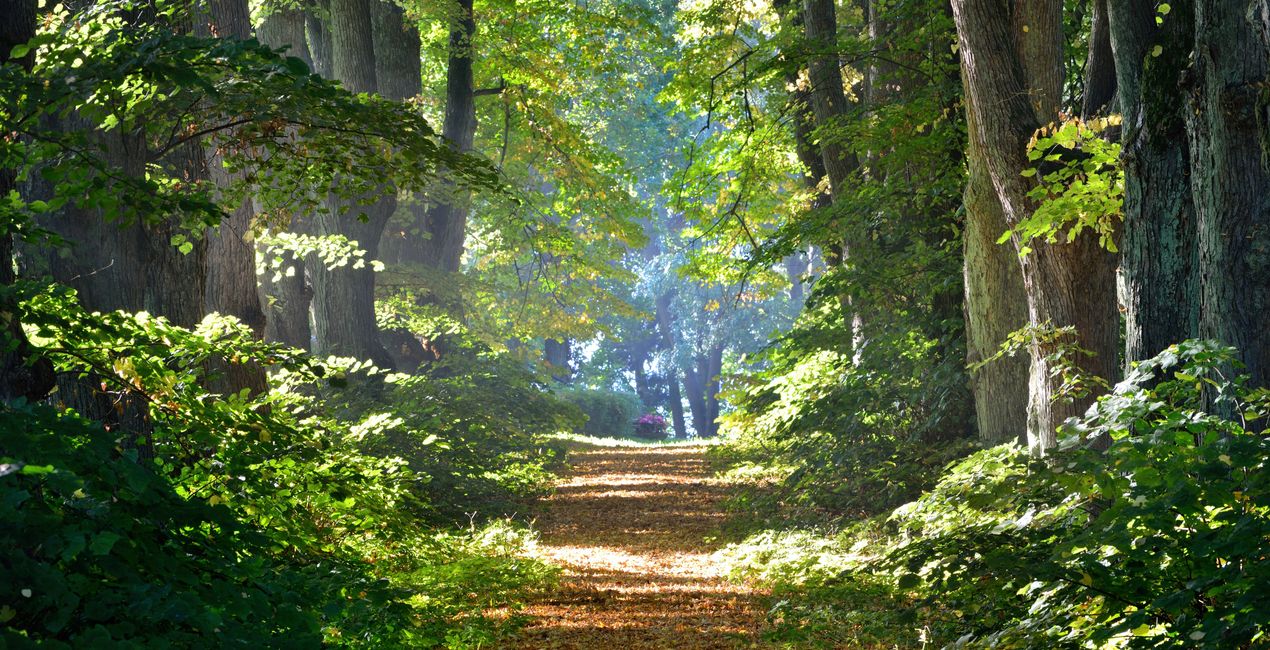 Luminar 포레스트 캐스트 | 마켓플레이스(43)