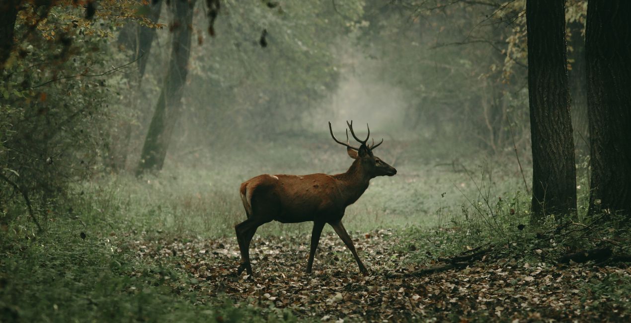 Luminar 포레스트 캐스트 | 마켓플레이스(42)