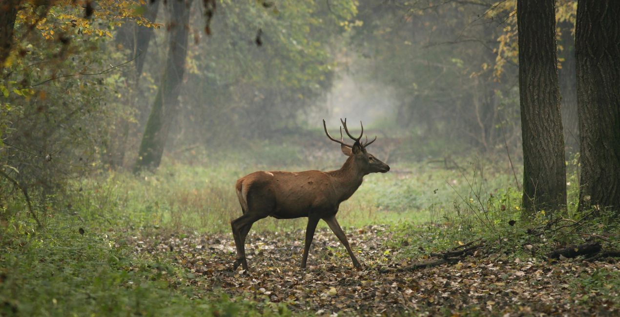 Luminar 포레스트 캐스트 | 마켓플레이스(41)