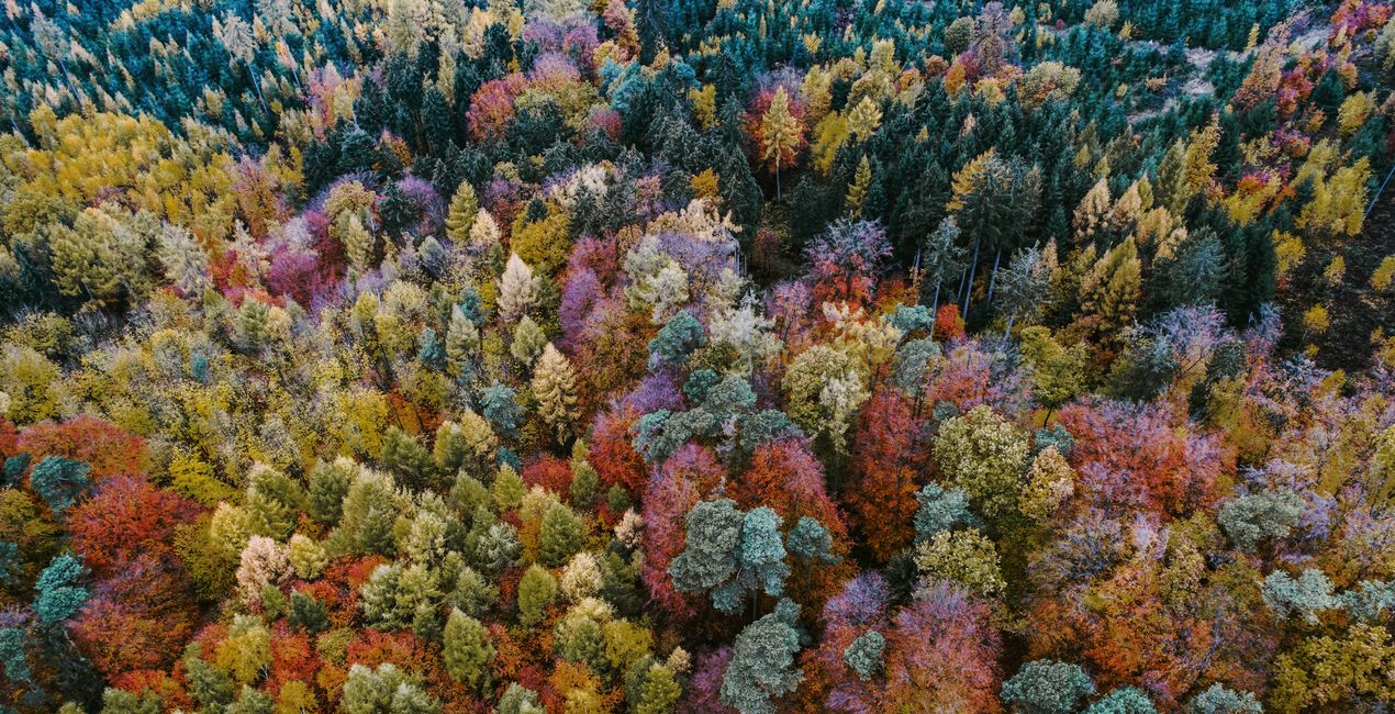 Luminar 포레스트 캐스트 | 마켓플레이스(40)