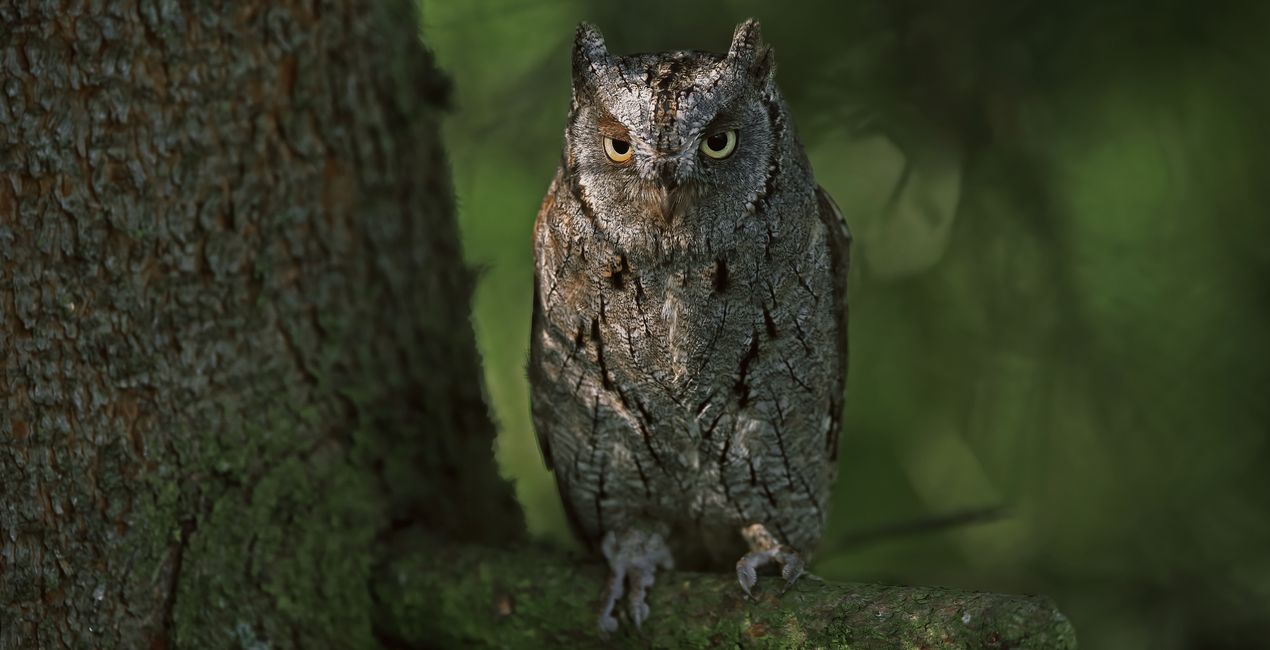 Luminar 포레스트 캐스트 | 마켓플레이스(46)