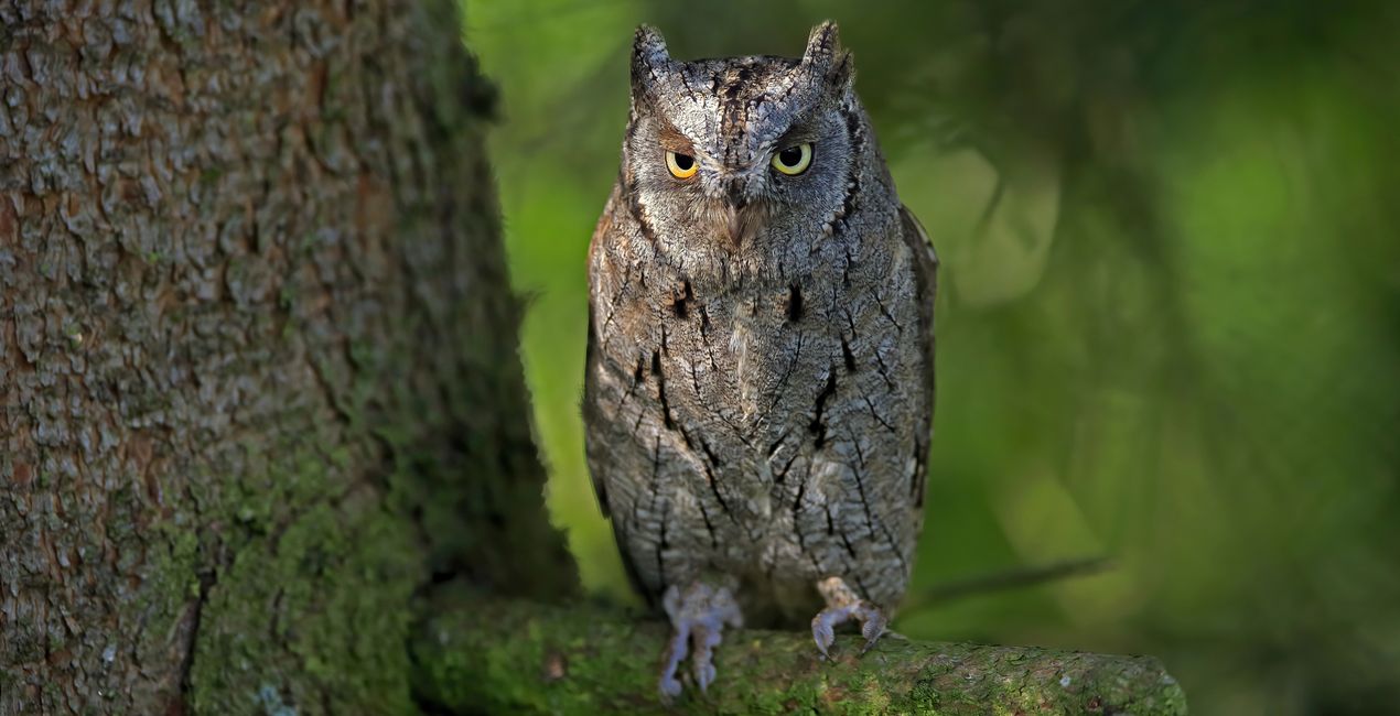 Luminar 포레스트 캐스트 | 마켓플레이스(45)