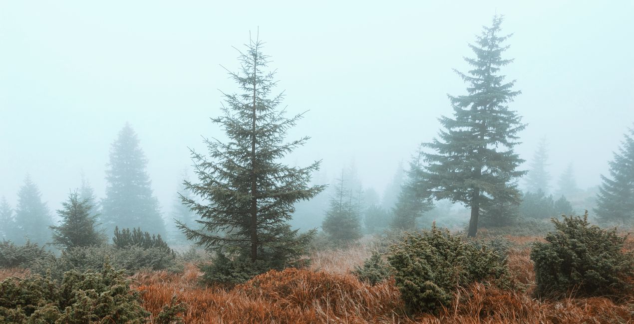 Luminar 포레스트 캐스트 | 마켓플레이스(48)