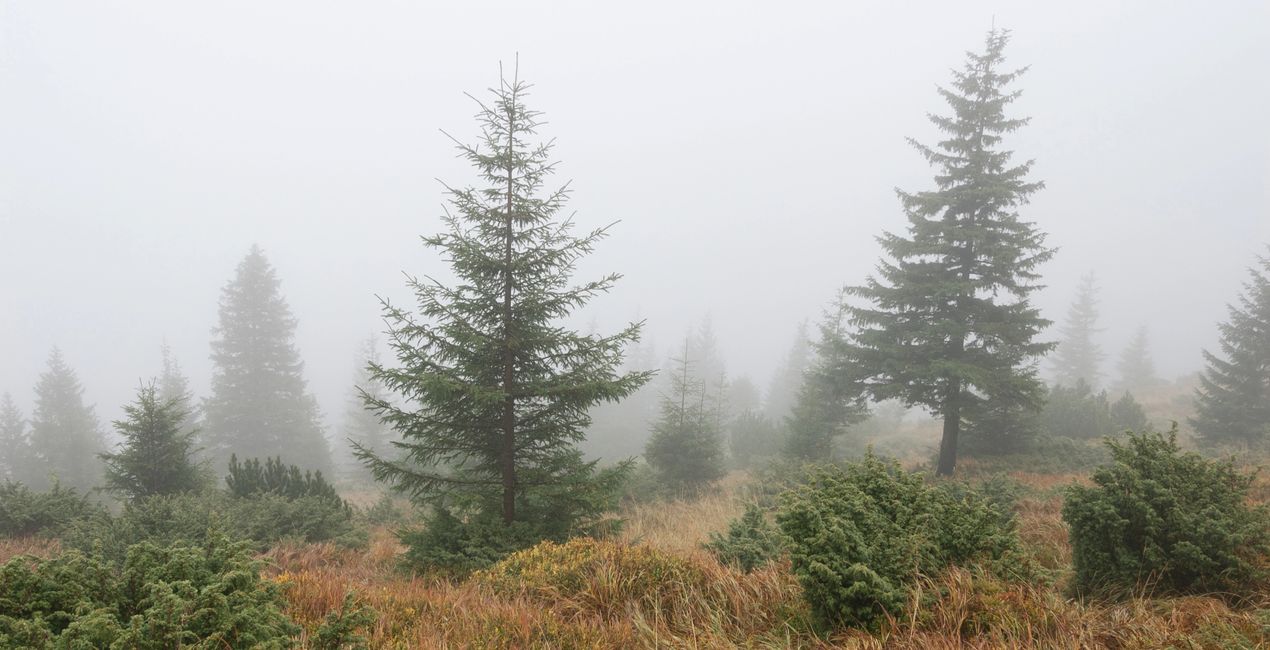 Luminar 포레스트 캐스트 | 마켓플레이스(47)