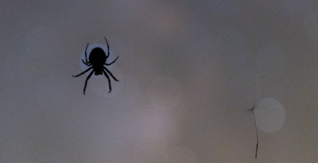 Bokeh Night Skies  (42)