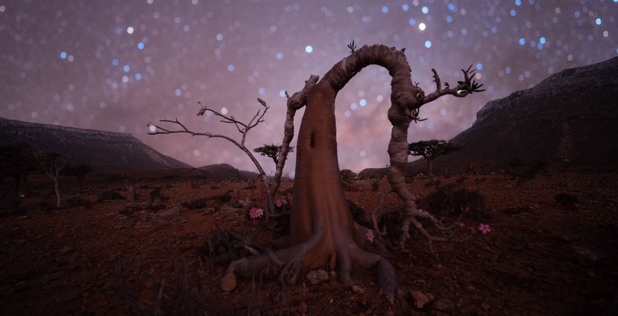 Bokeh Night Skies  (44)