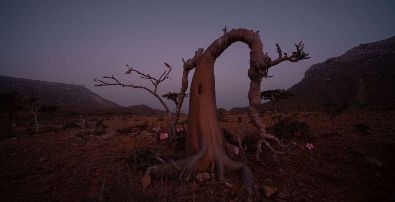 Bokeh Night Skies  (43)