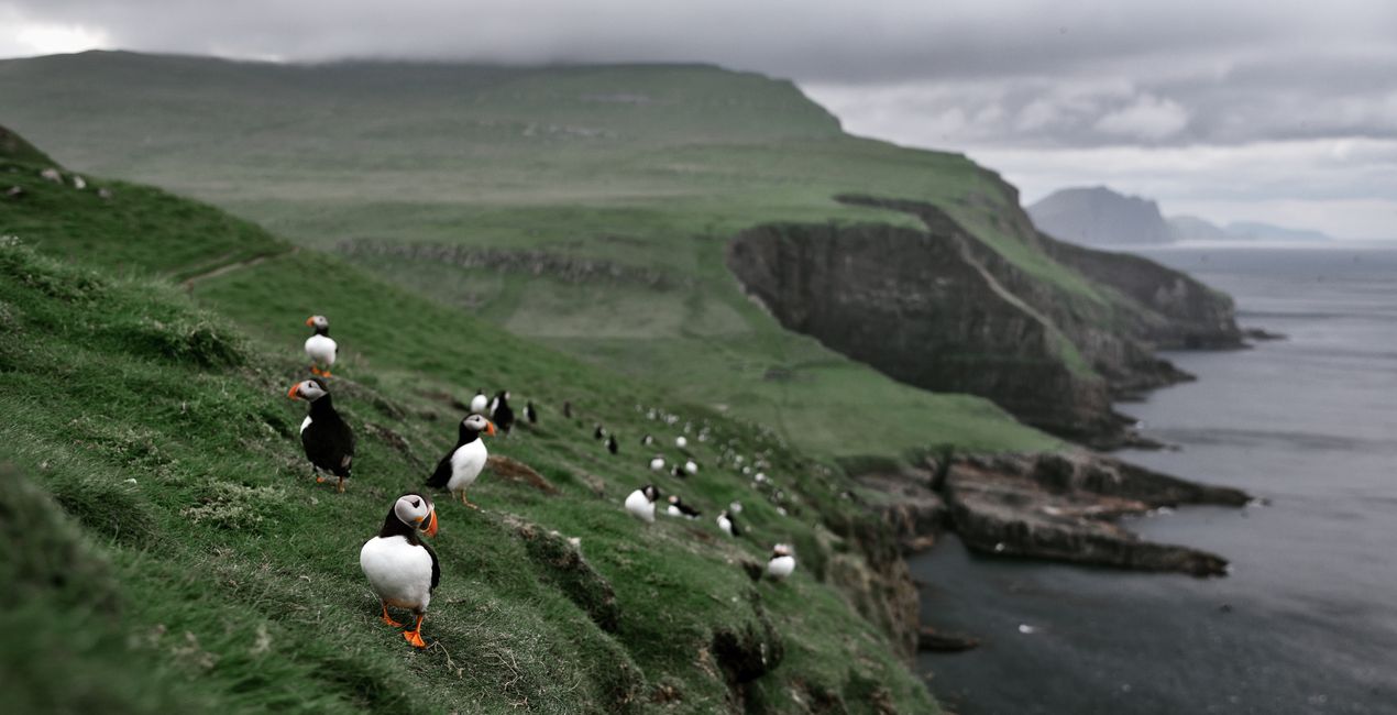 Luminar Nord Inc. 프리셋 | 마켓플레이스(46)