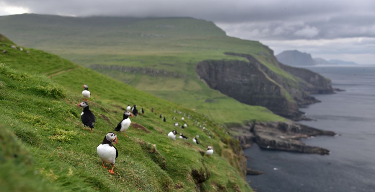 Luminar Nord Inc. 프리셋 | 마켓플레이스(45)