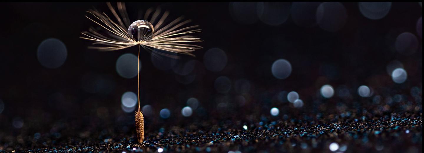 Macrophotography: A World in Detail — slide 1
