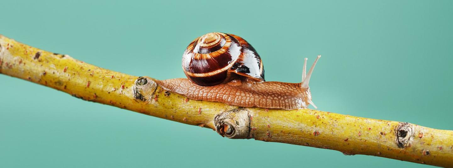 Macrophotography: A World in Detail — slide 2