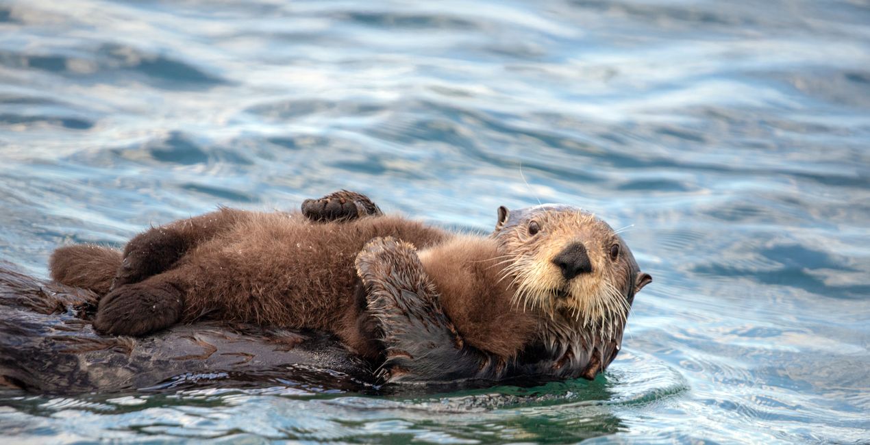 Gilded Copper Overlays for your photographs.(46)