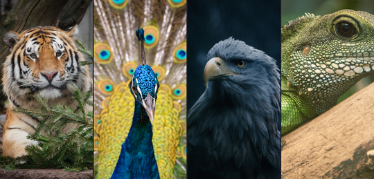 Amazing Animals Complete Bundle image