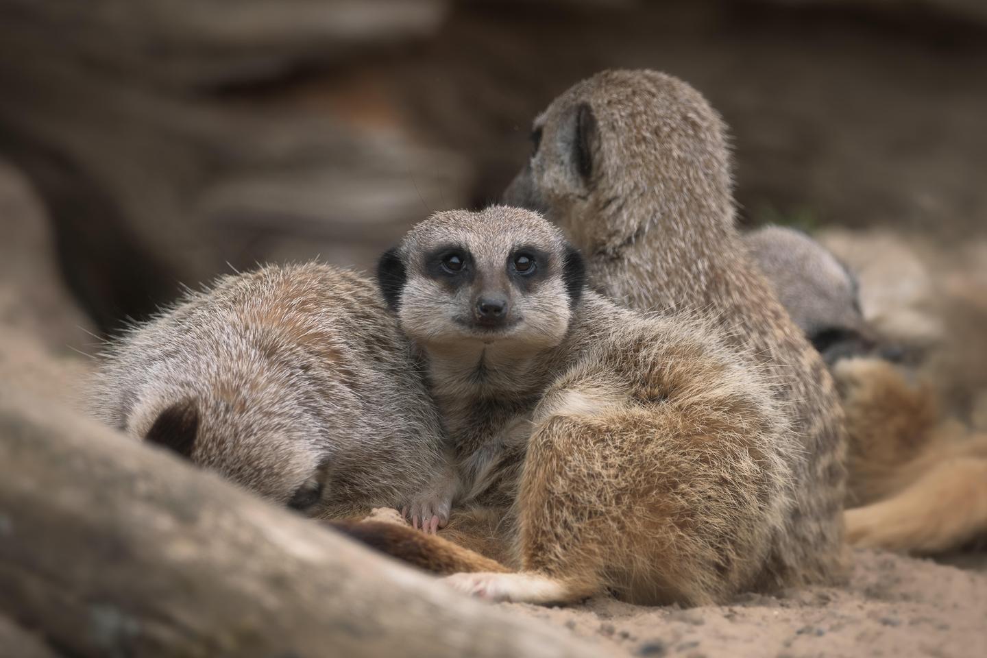 Amazing Animals Complete Bundle — slide 1
