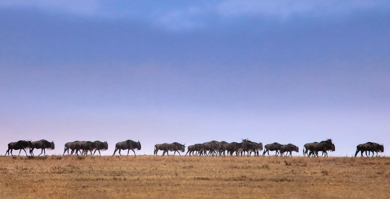 Bundles: Vorbei an den Sternen für deine Fotos.(47)