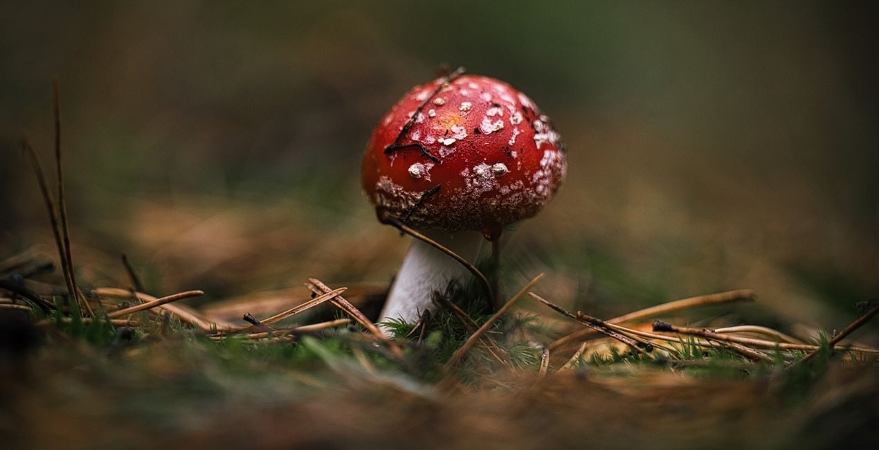 Luminar用 小さな世界 プリセット | マーケットプレイス(46)