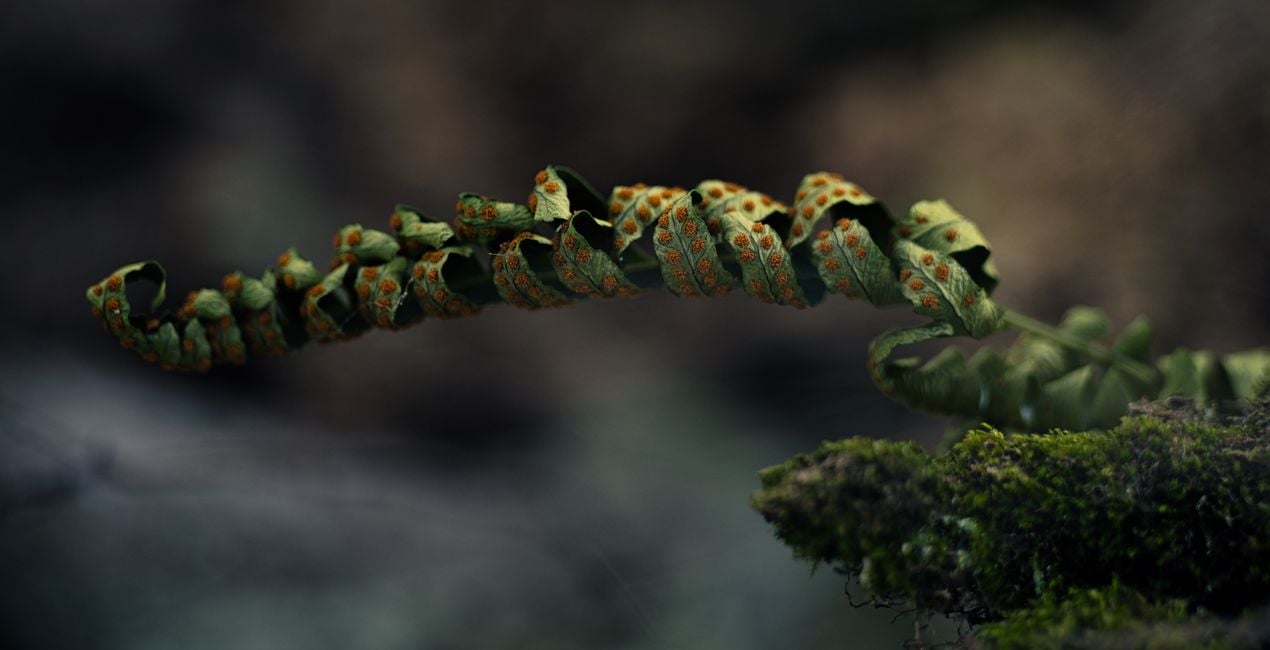 Luminar用 小さな世界 プリセット | マーケットプレイス(48)