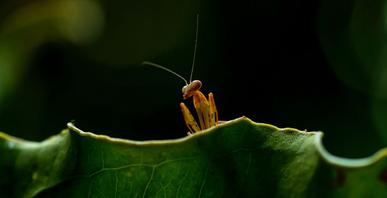 Luminar用 小さな世界 プリセット | マーケットプレイス(40)