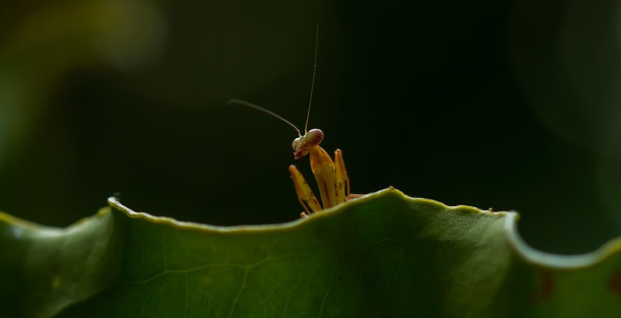 Luminar用 小さな世界 プリセット | マーケットプレイス(39)