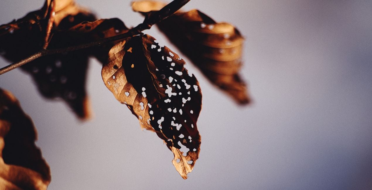 Luminar用 小さな世界 プリセット | マーケットプレイス(44)