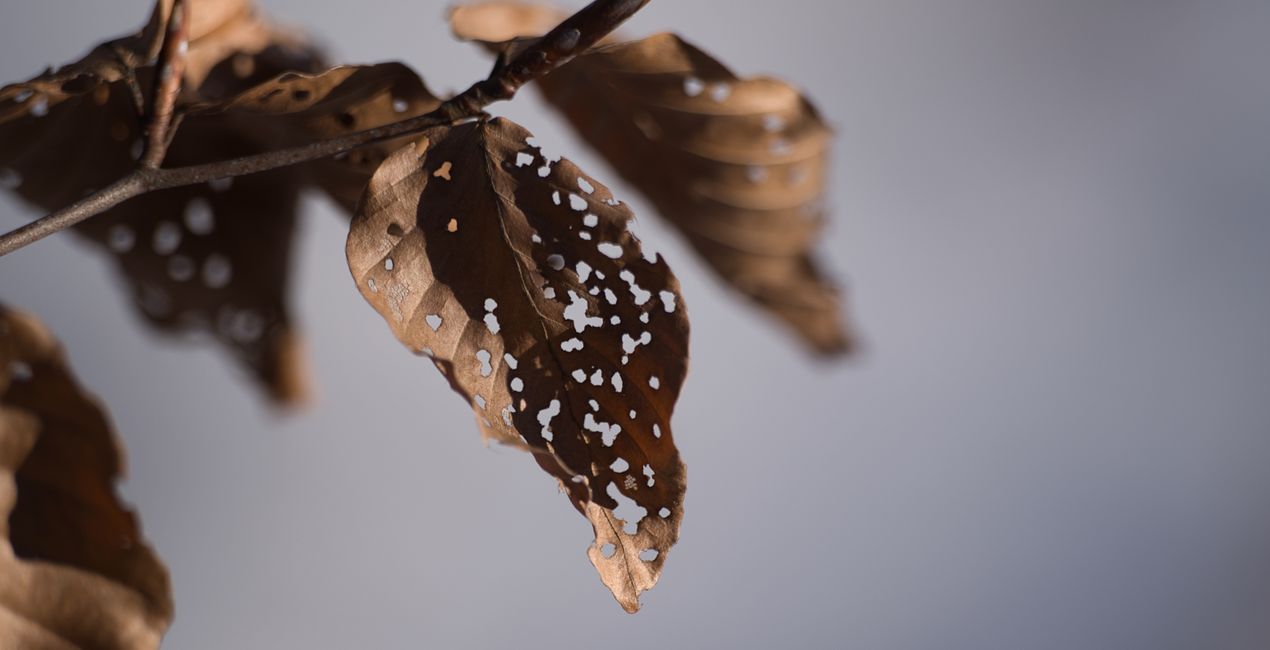 Luminar用 小さな世界 プリセット | マーケットプレイス(43)