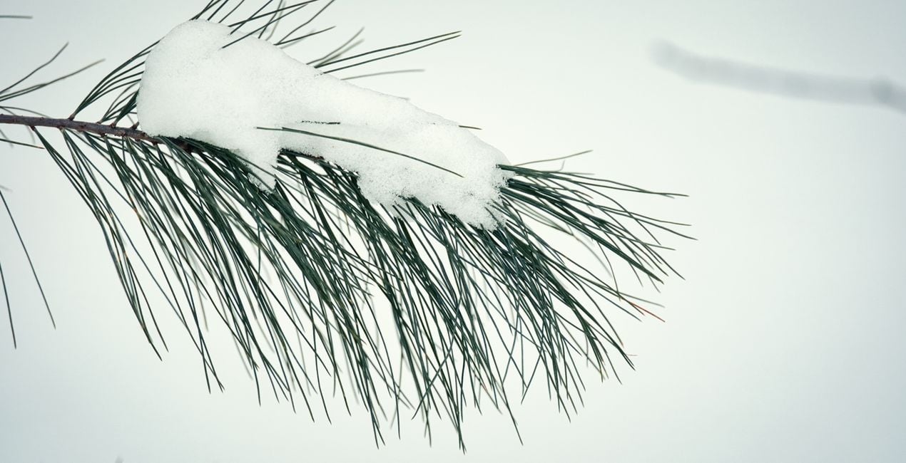 Snowfall Essentials Presets  for Luminar | Marketplace(41)