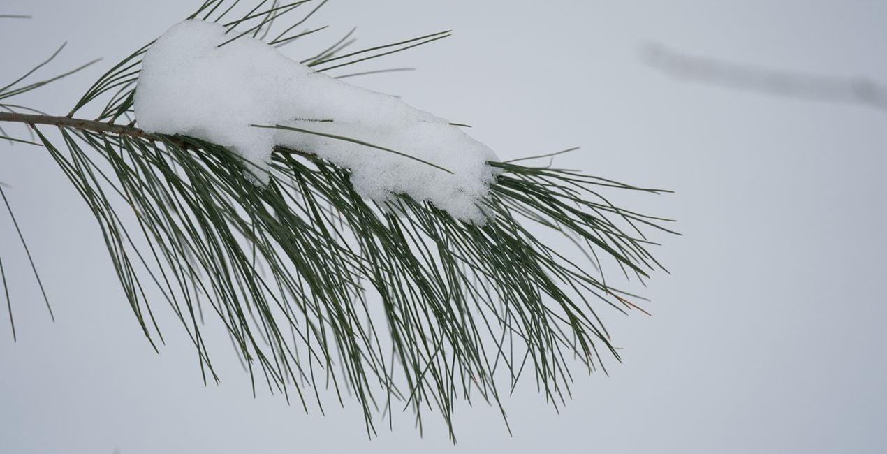 Snowfall Essentials Presets  for Luminar | Marketplace(40)