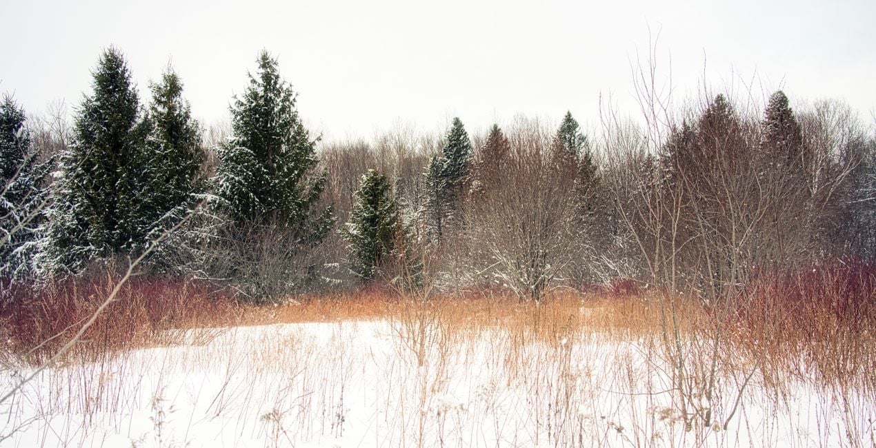 Snowfall Essentials Presets  for Luminar | Marketplace(47)