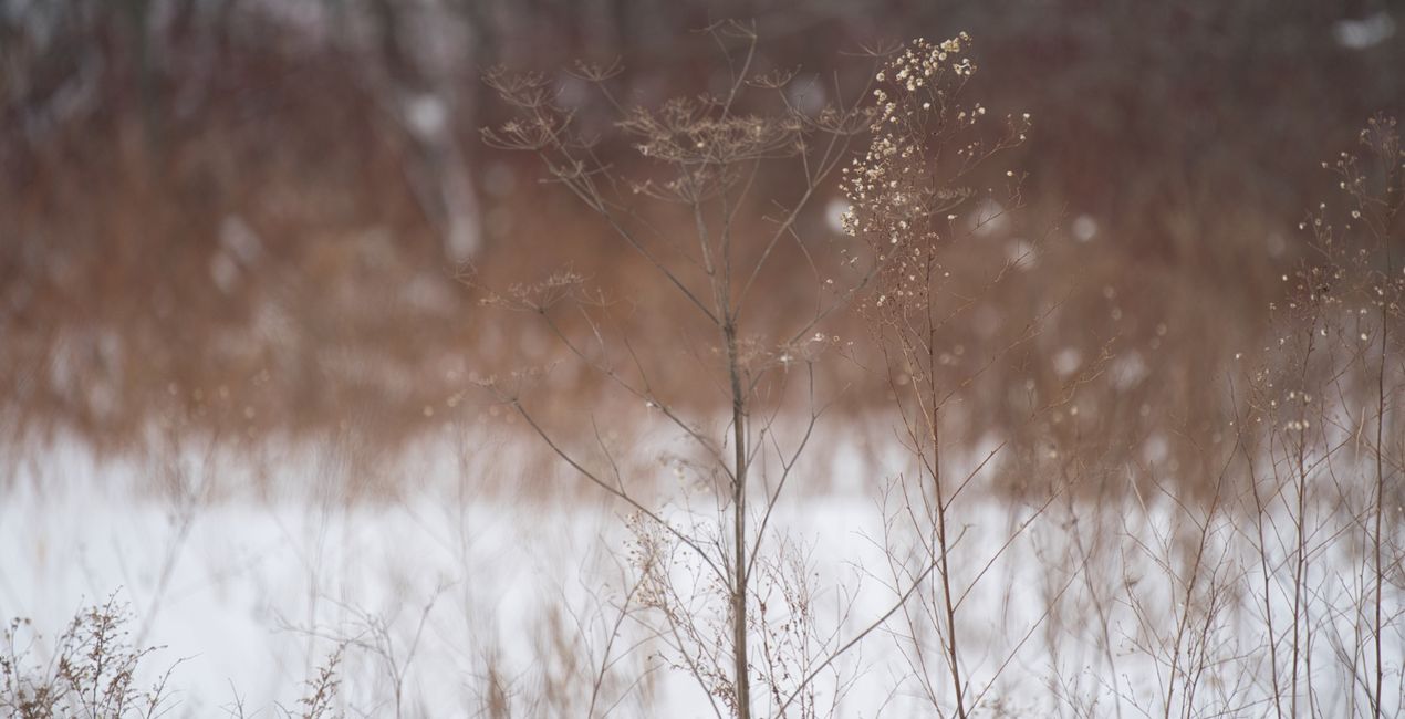 Snowfall Essentials Presets  for Luminar | Marketplace(42)