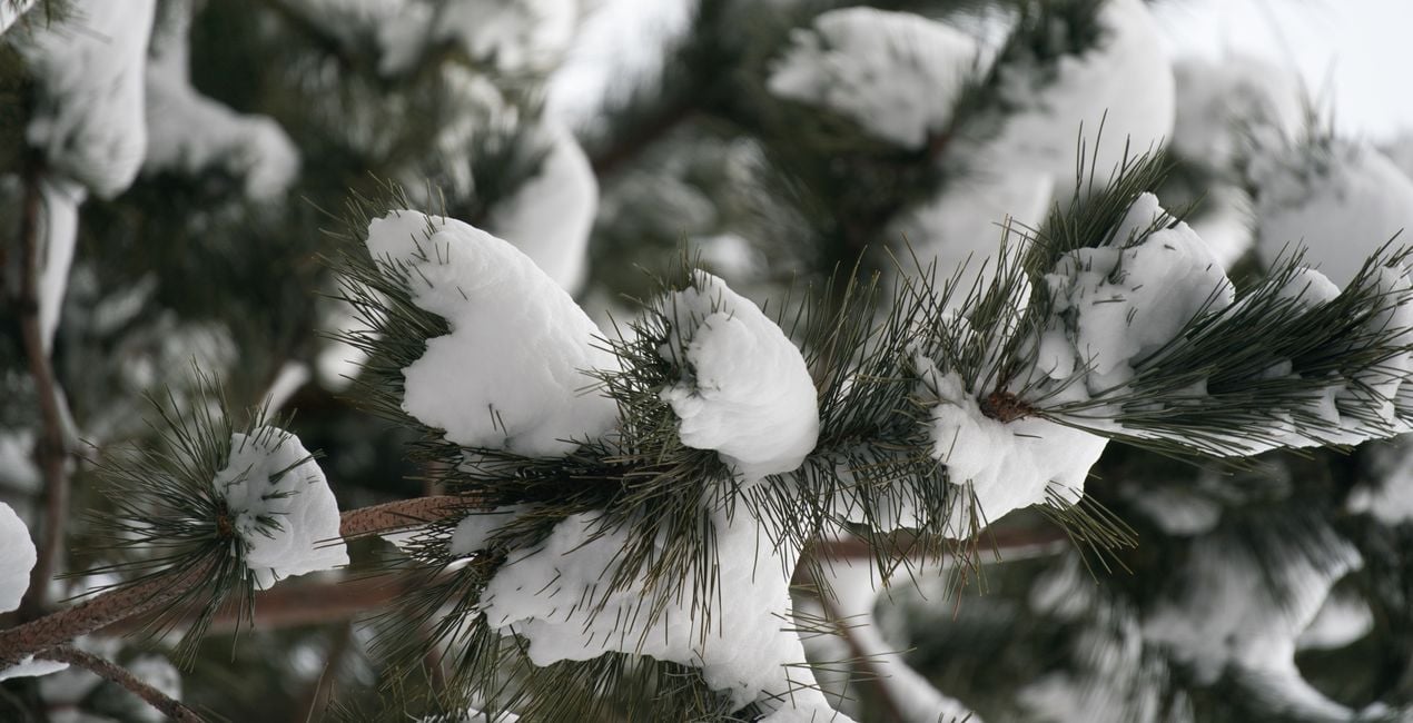 Snowfall Essentials Presets  for Luminar | Marketplace(44)