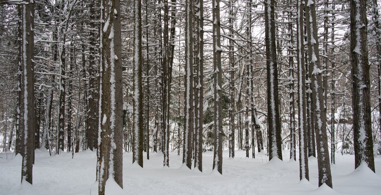 Snowfall Essentials Presets  for Luminar | Marketplace(50)