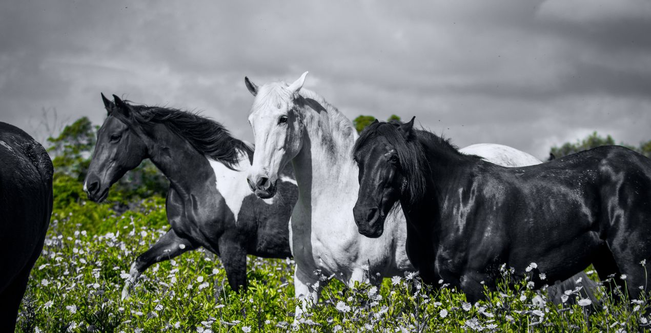 Dominance Presets for Luminar | Marketplace(48)