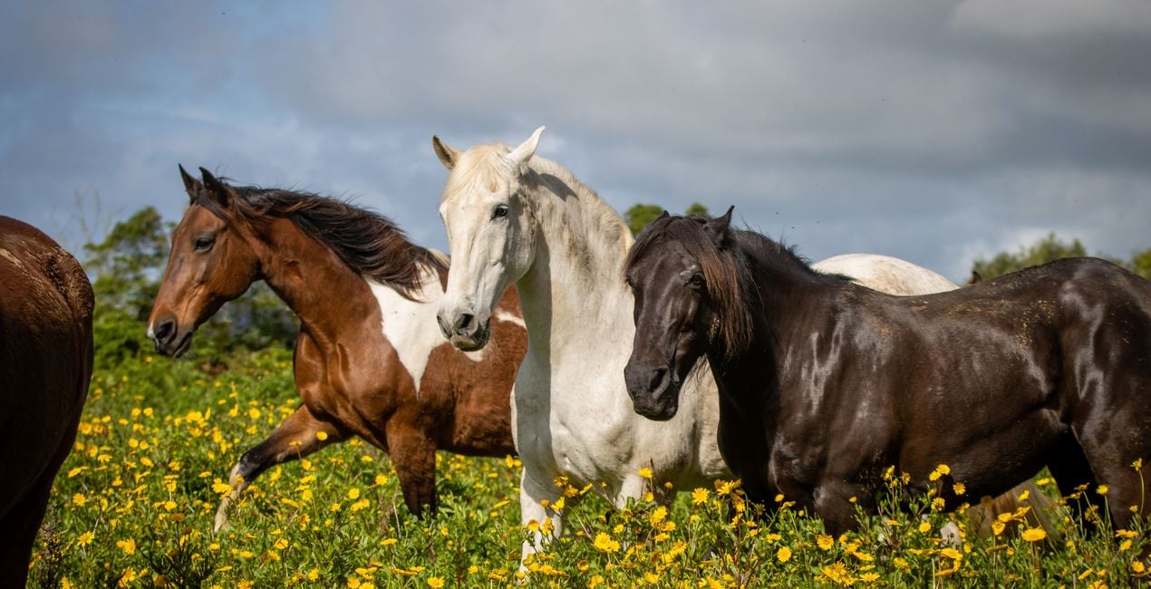 Dominance Presets for Luminar | Marketplace(47)