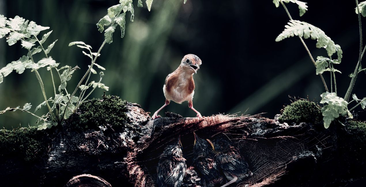 Dominance Presets for Luminar | Marketplace(44)